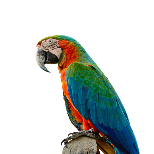 Jonath's Animal Kingdom